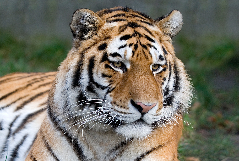 Tygrys amurski w krakowskim zoo – nowy podopieczny CREATON Polska